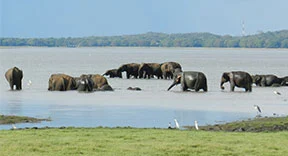 288_156_minneriya_tank_elephants_feeding.webp
